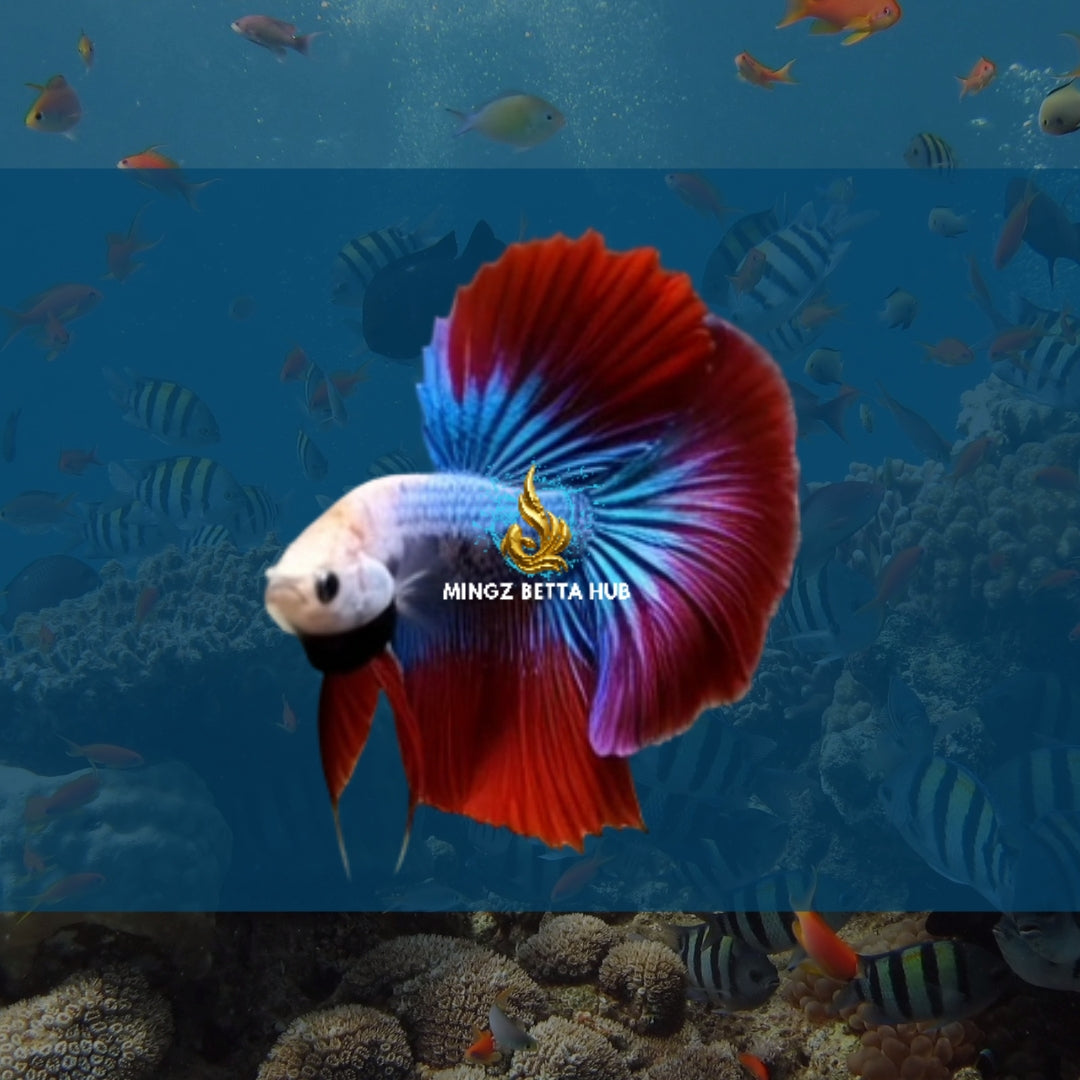 AOC HALFMOON BETTA FISH