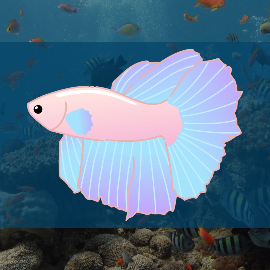 FEMALE  LIGHT HALFMOON BETTA FISH