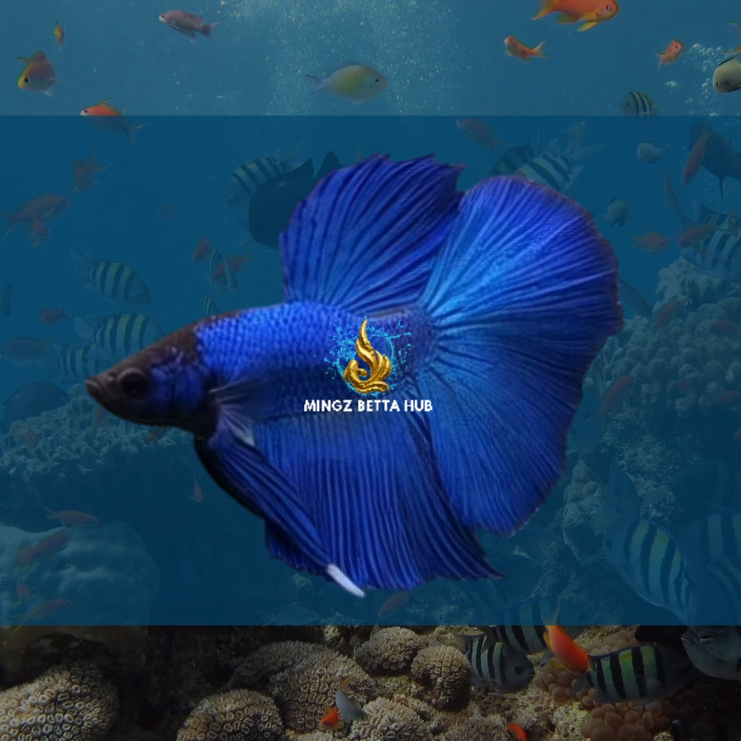 BLUE HALFMOON BETTA FISH