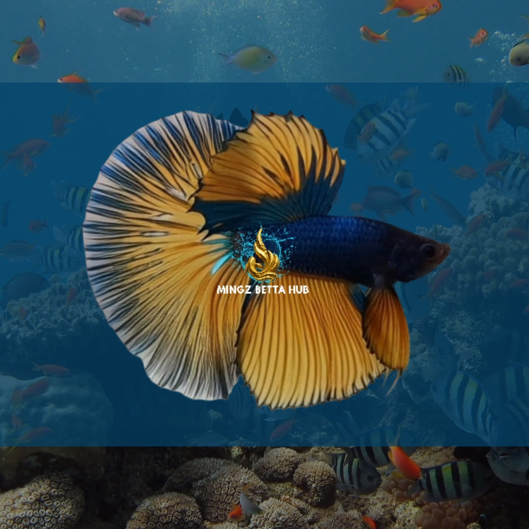 MUSTARD GAS HALFMOON BETTA FISH