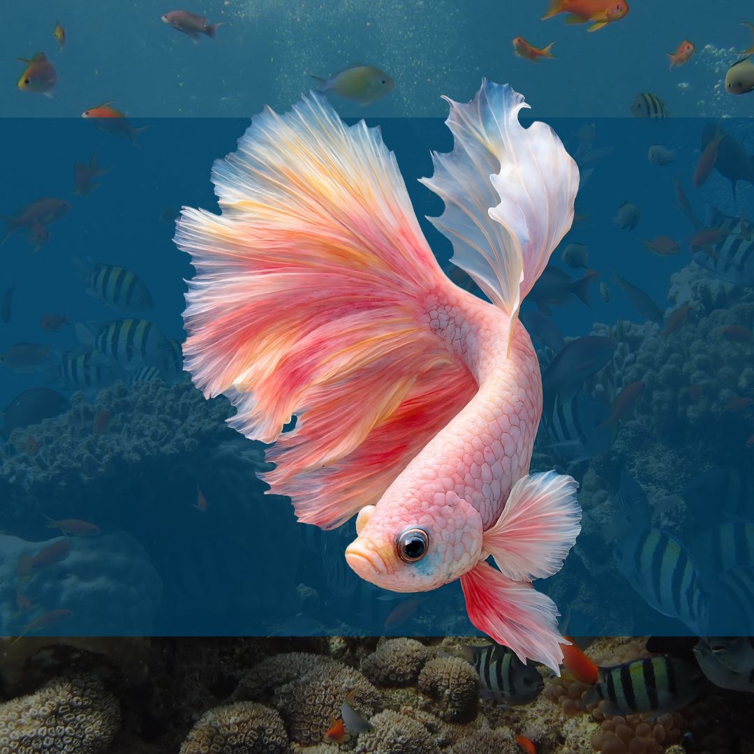 LIGHT HALFMOON BETTA FISH