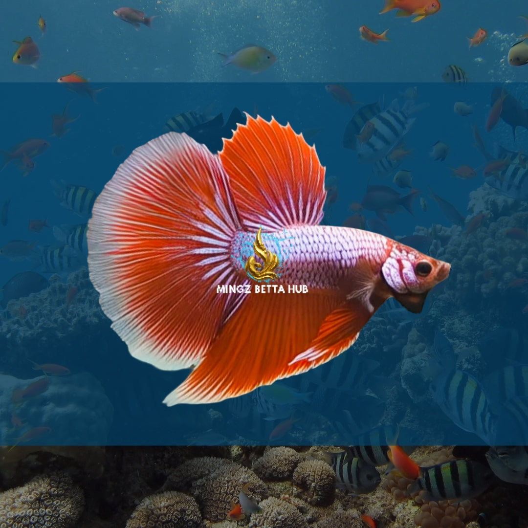 FEMALE DUMBO EAR HALFMOON