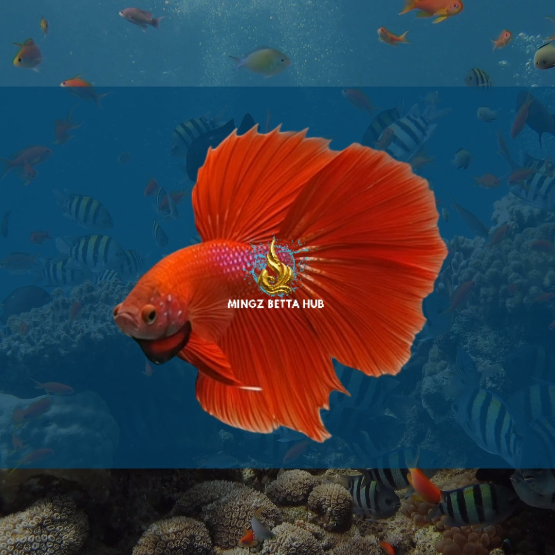 RED HALFMOON BETTA FISH