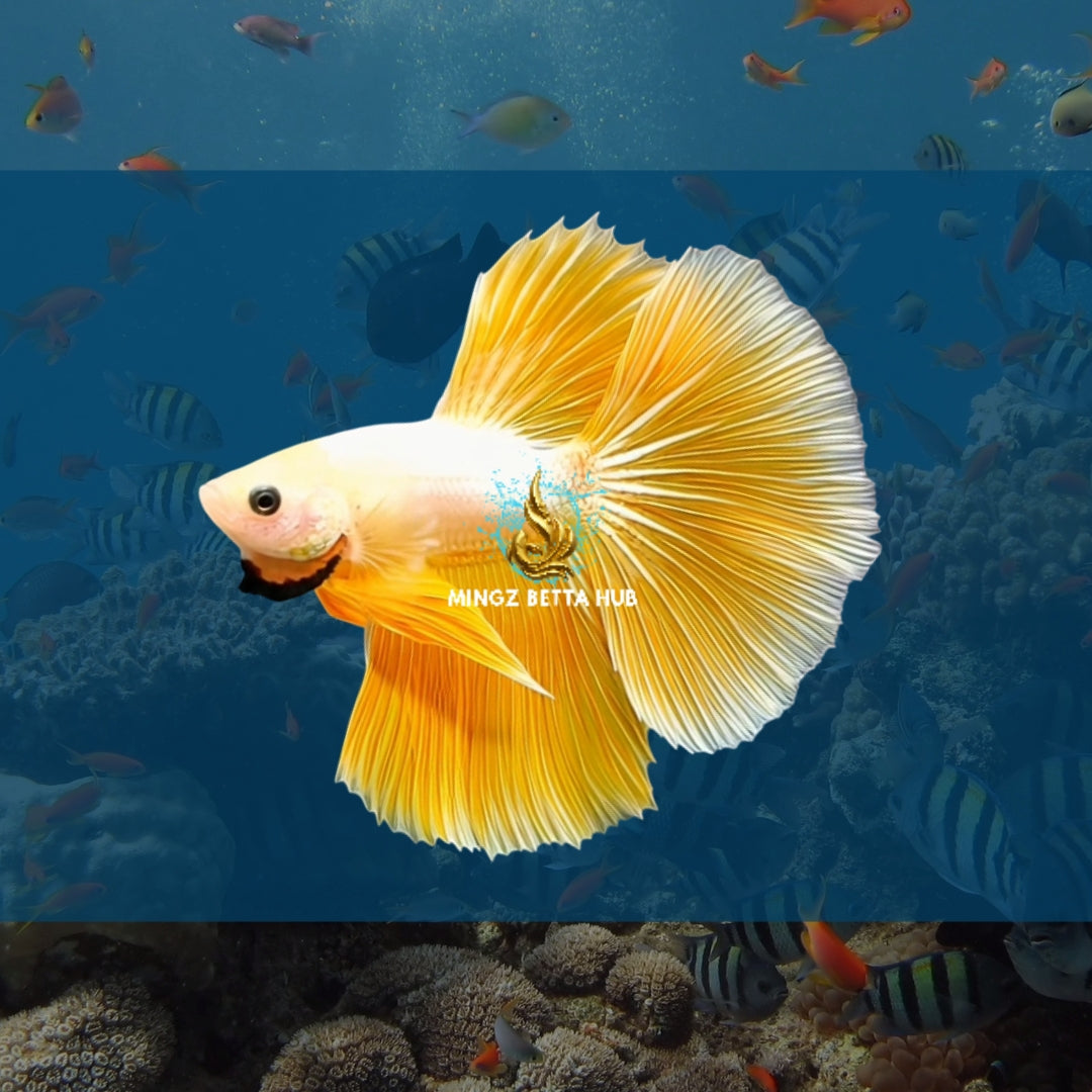 FEMALE YELLOW HALFMOON BETTA FISH