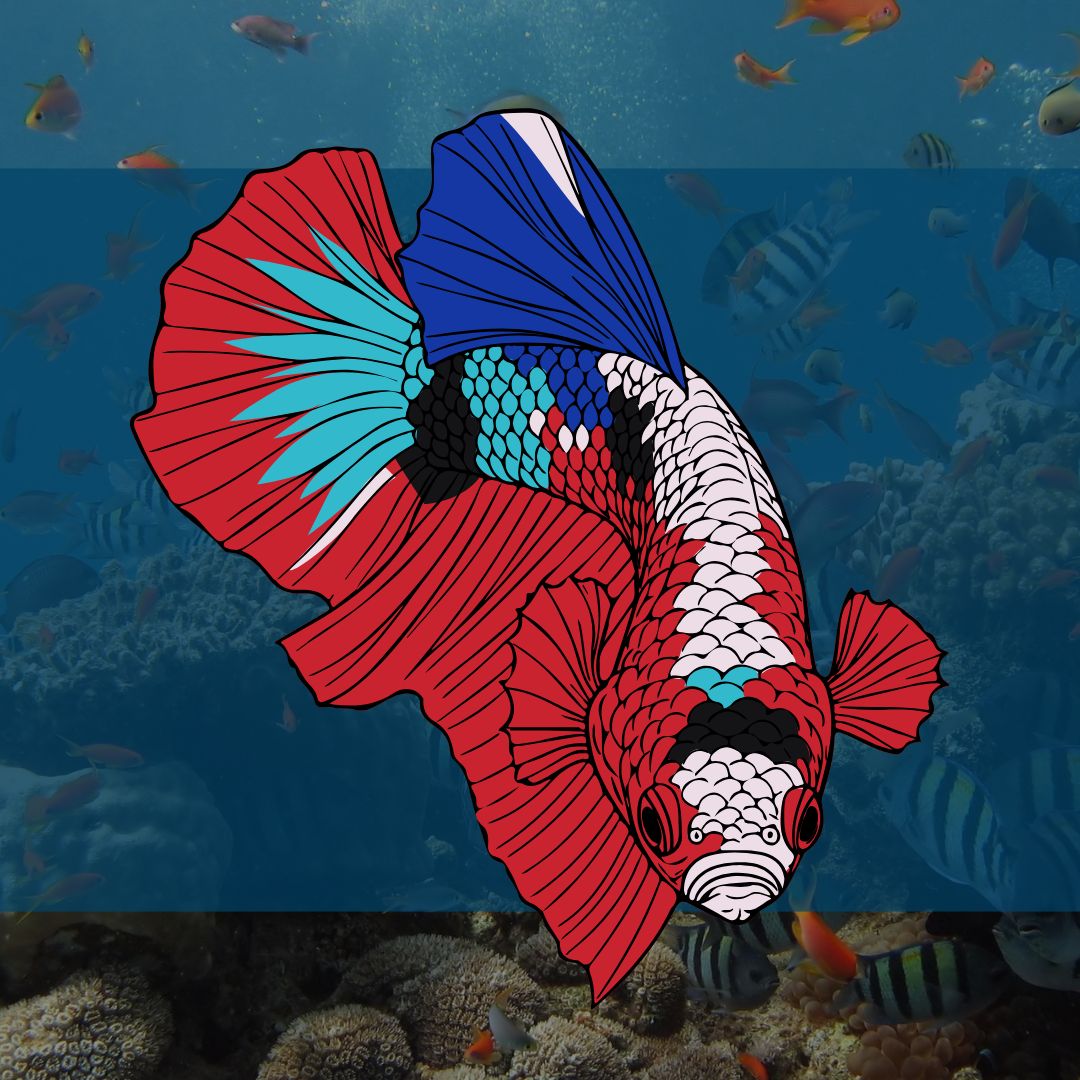 FEMALE AOC HALFMOON BETTA FISH