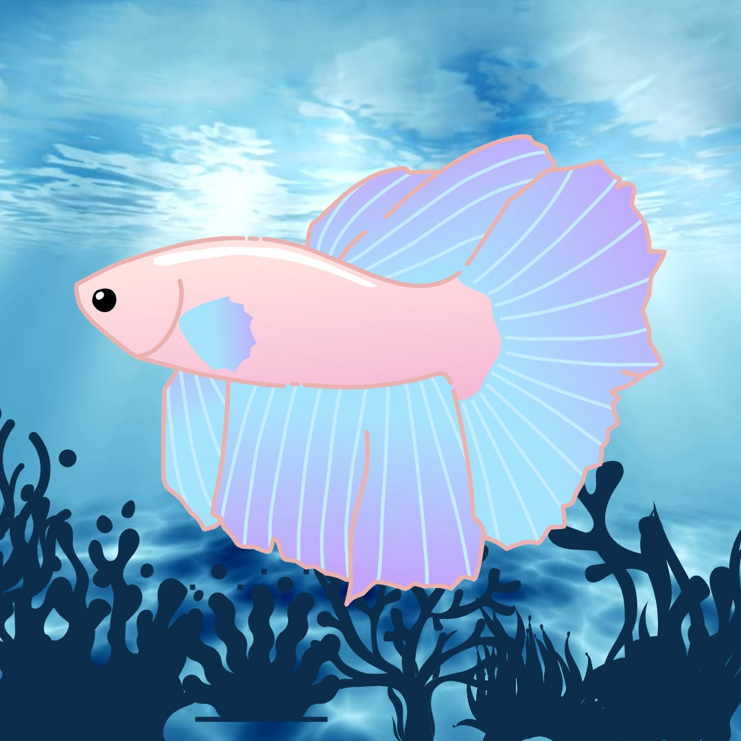 FEMALE ROSETAIL HALFMOON