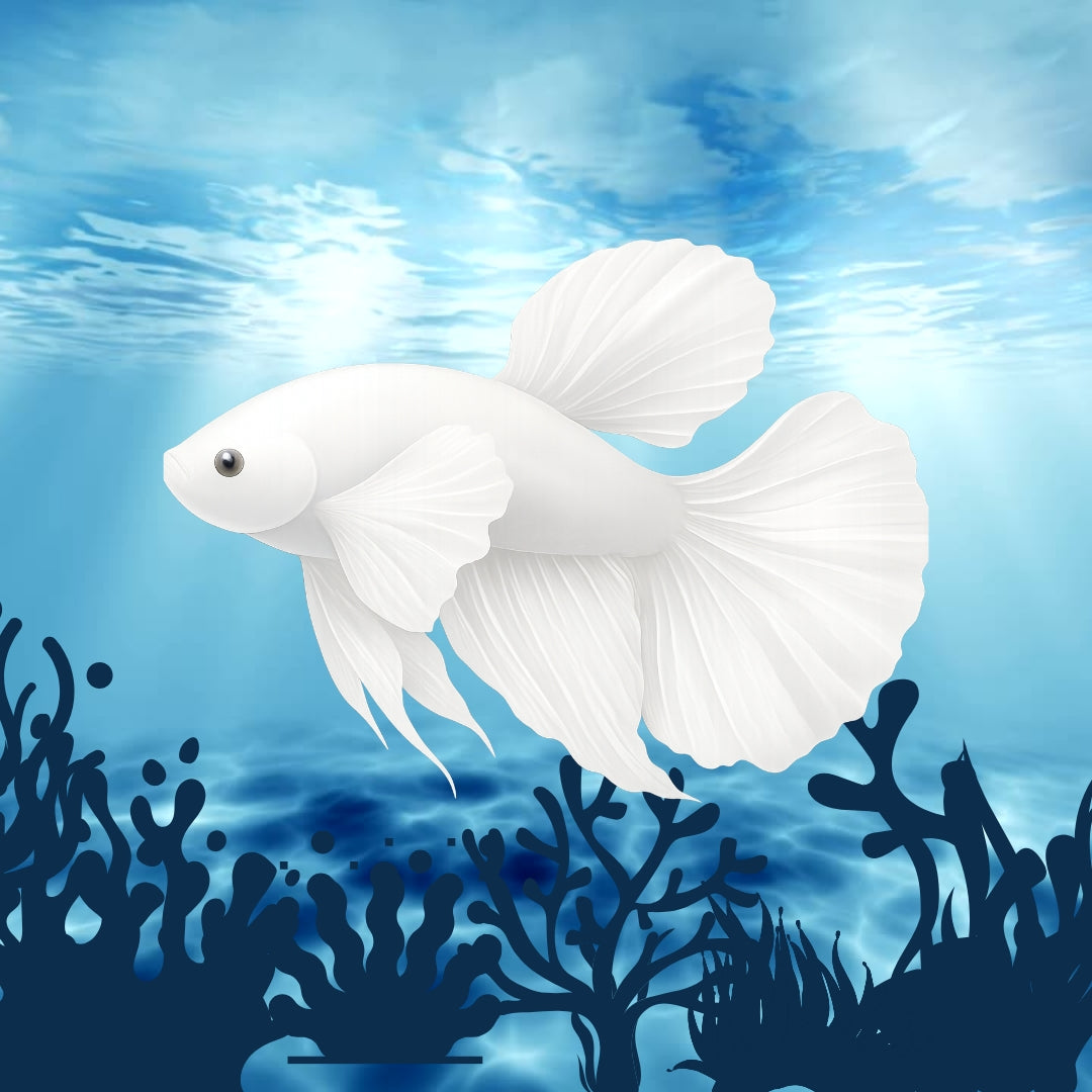 FEMALE DUMBO ROSETAIL HALFMOON